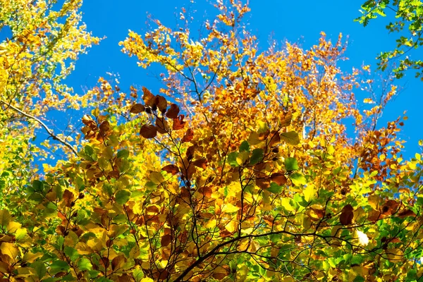 Foglie d'autunno con il cielo blu sfondo — Foto Stock