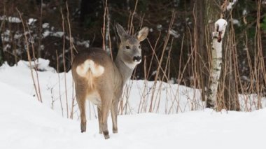Kış doğada vahşi karaca. Capreolus capreolus.