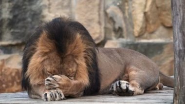 Kalın yeleli büyük bir erkek Asyalı aslan diliyle kendini temizliyor. Panthera Leo Persica, tehlike altındaki bir tür..