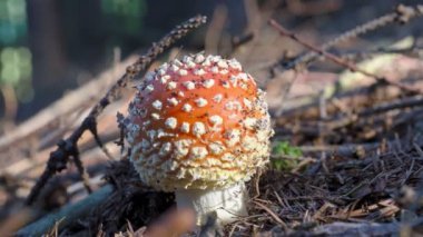 Sonbaharda Amanita Muscaria. Bir sonbahar ormanında sineklik. Zehirli mantar..