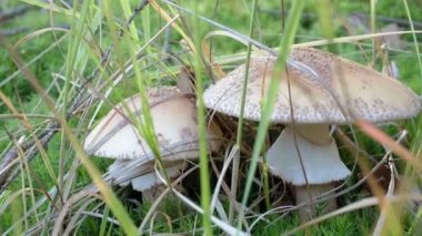 Mantar Amanita rubescens pembe şapkalı ve çimenlerde büyüyen beyaz noktalı. Mantar topluyorum..
