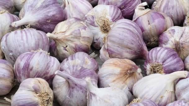 Garlic Bulbs Fresh Garlic Wooden Table — Stock Video