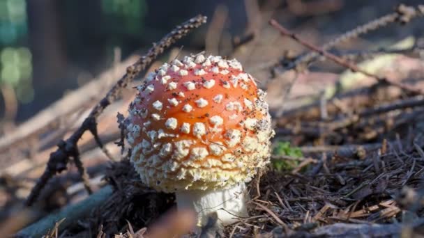 秋にはアマニタ ムスカリア 秋の森の中でフライアグリ 毒キノコ — ストック動画