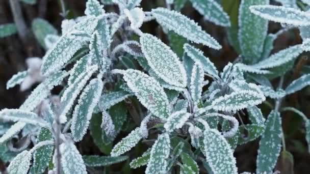 霜の多い緑の植物の閉鎖 — ストック動画