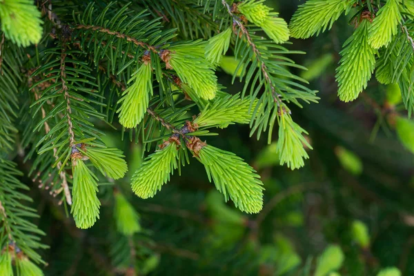 Młode Pędy Gałązkach Świerku Wiosną Naturalne Tło Lasu — Zdjęcie stockowe