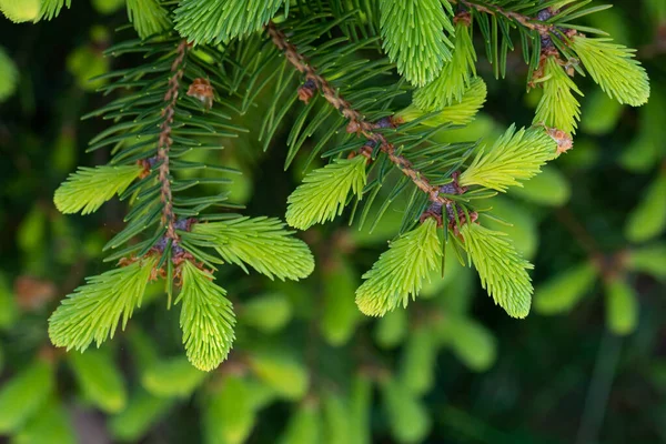 Młode Pędy Gałązkach Świerku Wiosną Naturalne Tło Lasu — Zdjęcie stockowe