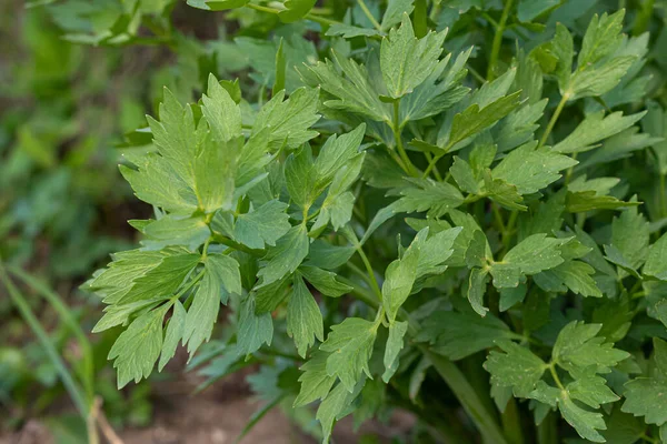 Spices Herbs Lovage Plant Levisticum Officinale Growing Garden — Stock Photo, Image