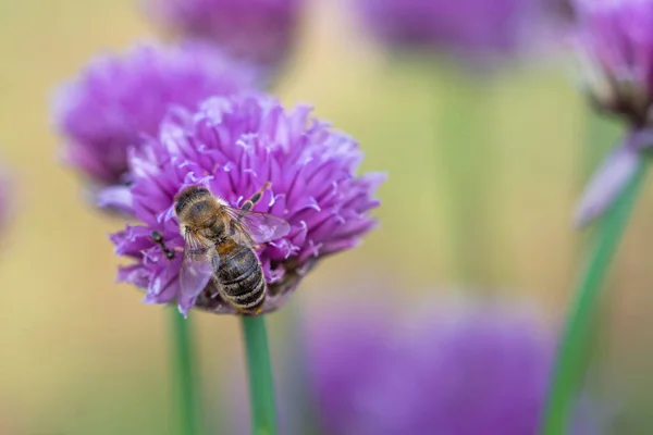 ミツバチアーカイブから蜜を集める植物の花 — ストック写真