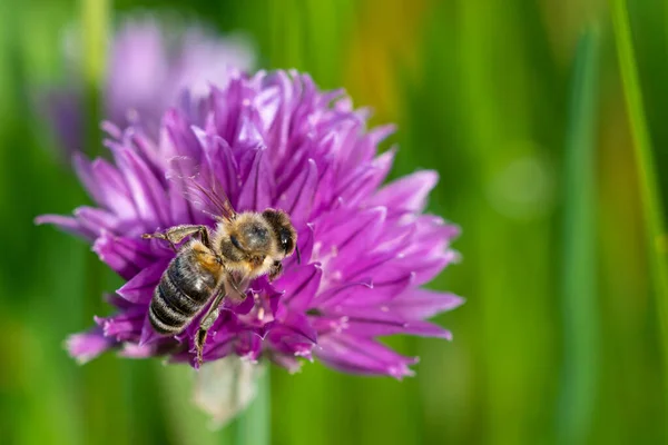 ミツバチアーカイブから蜜を集める植物の花 — ストック写真