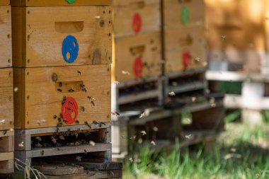 Uçan arılara yaklaş. Tahta arı kovanı ve arılar.