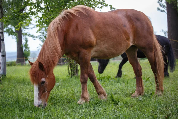 Caballo Pastos Paisaje Otoñal Fondo —  Fotos de Stock