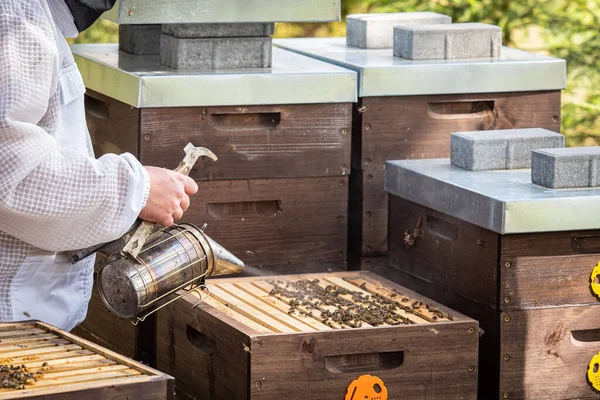 養蜂家は蜂の世話をする 養蜂家は巣を開きミツバチが確認し蜂蜜をチェックします ハニカムを探索する養蜂家 — ストック写真