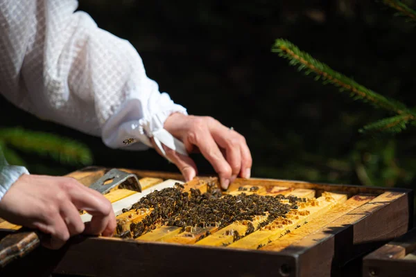 養蜂家は蜂の世話をする 養蜂家は巣を開きミツバチが確認し蜂蜜をチェックします ハニカムを探索する養蜂家 — ストック写真