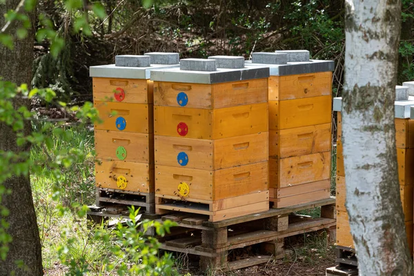 Close Flying Bees Wooden Beehive Bees — Stock Photo, Image
