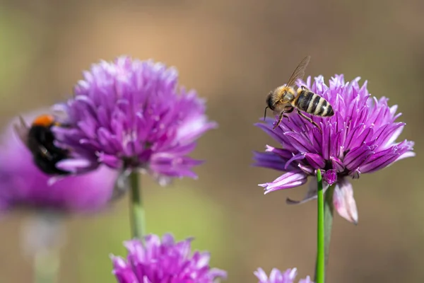 ミツバチアーカイブから蜜を集める植物の花 — ストック写真