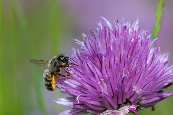Медовая Пчела Собирает Нектар Цветущего Лука — стоковое фото