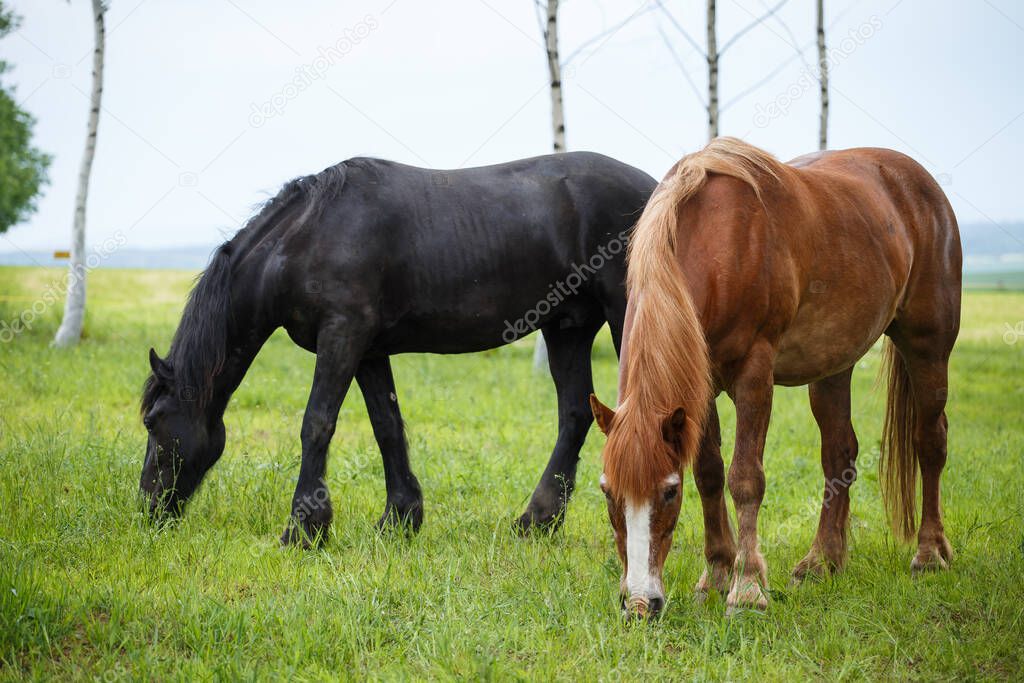 Group of two horses standing on the pasture