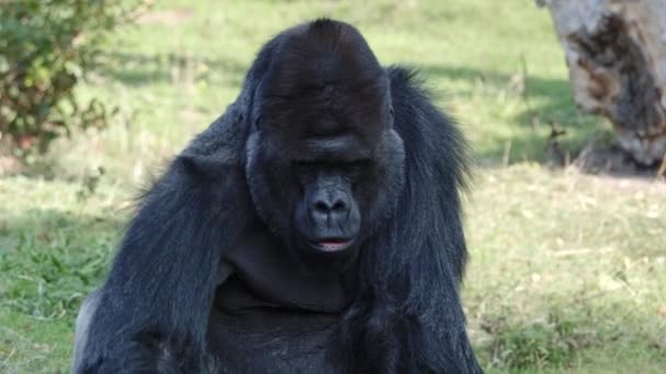 Πορτρέτο Ενός Γορίλα Αρσενικό Σοβαρή Silverback Μεγαλύτερη Μαϊμού Του Κόσμου — Αρχείο Βίντεο