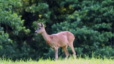 Ormanda Roe geyiği, Capreolus Capreolus. Vahşi geyik doğada.