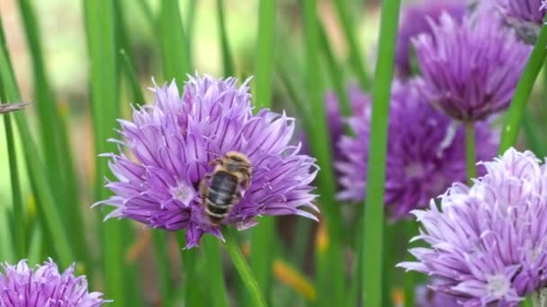 ミツバチは蜂の巣から蜜を集めて花を咲かせる Chives 一般的に調理用のハーブである — ストック動画