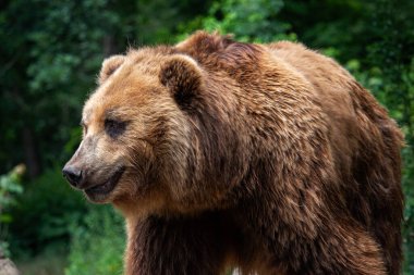 Kamçatka Kahverengi Ayısı (Ursus arctos beringianus). Kahverengi kürk, tehlikeli ve saldırgan bir hayvan. Rusya 'dan büyük memeli..