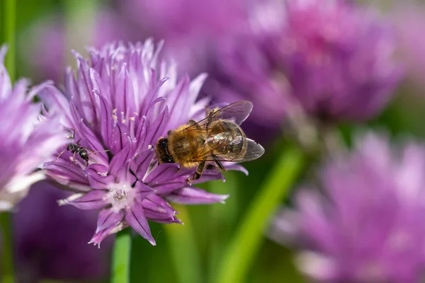 Медовая Пчела Собирает Нектар Цветущего Лука — стоковое фото