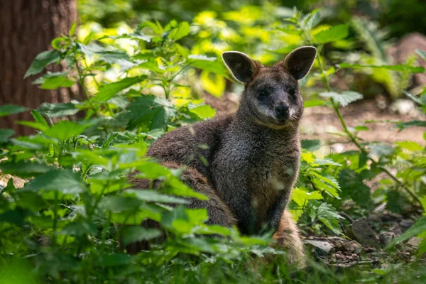 Kangaroo Wallabia Bicolor Κάθεται Γρασίδι Στη Φύση — Φωτογραφία Αρχείου