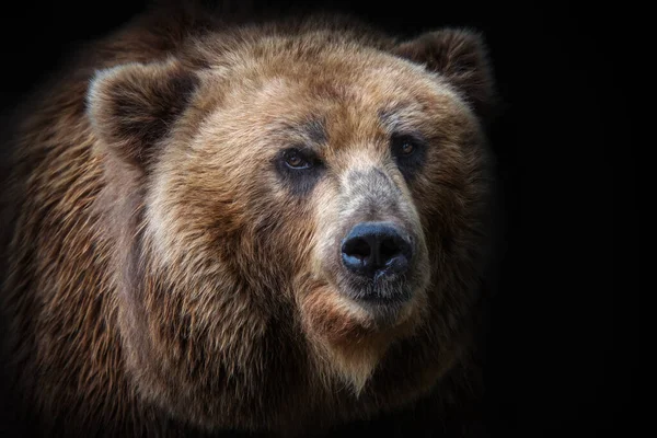 Vista Frontal Urso Marrom Isolado Fundo Preto Retrato Urso Kamchatka — Fotografia de Stock