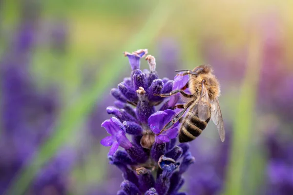 Lebah Menyerbuki Bunga Lavender — Stok Foto