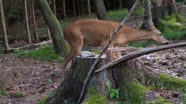 Ormanda Roe geyiği, Capreolus Capreolus. Vahşi geyik doğada.