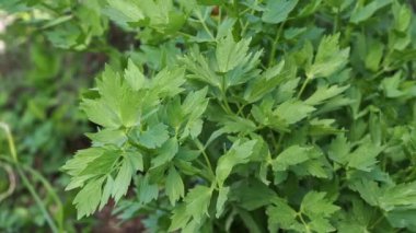 Baharatlar ve otlar, Lovage bitkisi (Levisticum officinale) bahçede yetişiyor. 