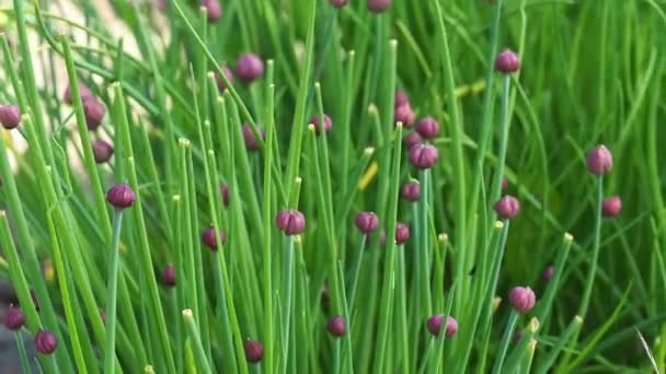 Des Fleurs Fraîches Ciboulette Verte Dans Jardin — Video