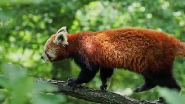 Panda Roja Ailurus Fulgens Árbol Bonito Oso Panda Hábitat Forestal — Vídeos de Stock