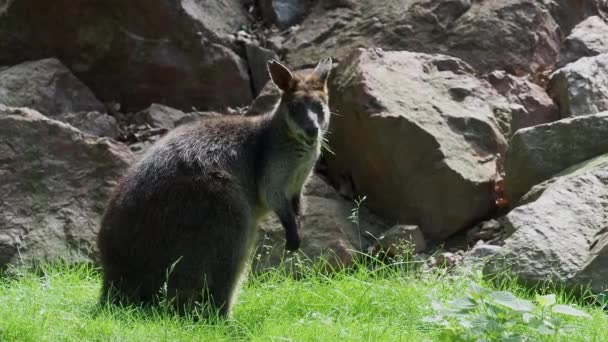 Känguru Wallabia Bicolor Sitzt Auf Gras Der Natur — Stockvideo