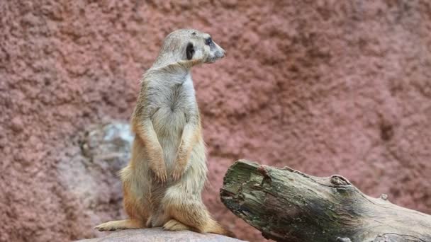 Suricata Steht Auf Einer Wache Neugieriges Erdmännchen Suricata Suricatta — Stockvideo