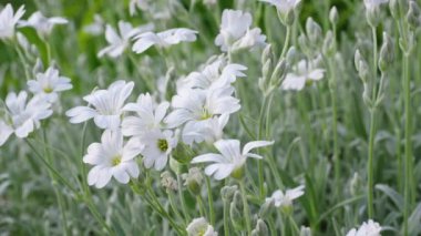 Cerastium tomentosum, Caryophyllaceae familyasının bir çiçeğidir..