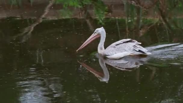 Grande Pelecano Branco Pelicano Onocrotalus Natação — Vídeo de Stock