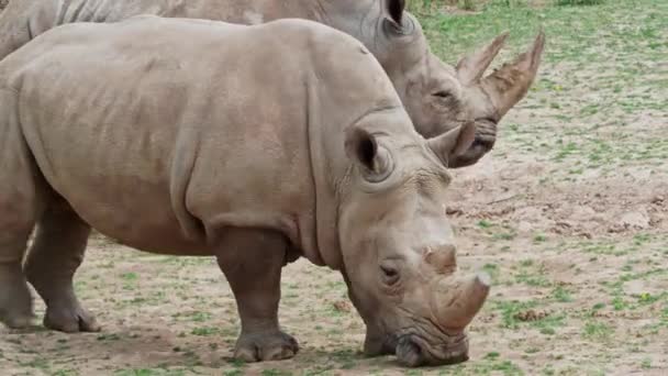 Rinoceronte Blanco Del Sur Ceratotherium Simum Simum Especies Animales Peligro — Vídeo de stock