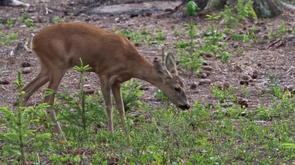 Chevreuil dans la forêt, Capreolus capreolus. Chevreuil sauvage dans la nature.