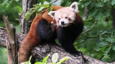 Ağaçtaki kırmızı panda. Orman habitatındaki sevimli panda. Ailurus fulgens