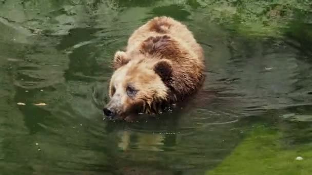 Kamczatka Brązowy Niedźwiedź Kąpie Się Wodzie Ursus Arctos Beringianus — Wideo stockowe