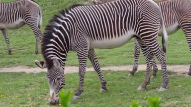 Yeşilin zebrası sürüsü (Equus grevyi) yeşil çimlerde otluyor.