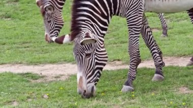 Yeşilin zebrası sürüsü (Equus grevyi) yeşil çimlerde otluyor.