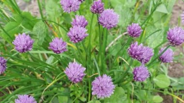 Taze soğan. Bahçede yeşil soğanlar.