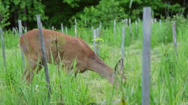 Çimenlerde Roe geyiği, Capreolus Capreolus. Vahşi geyik doğada.