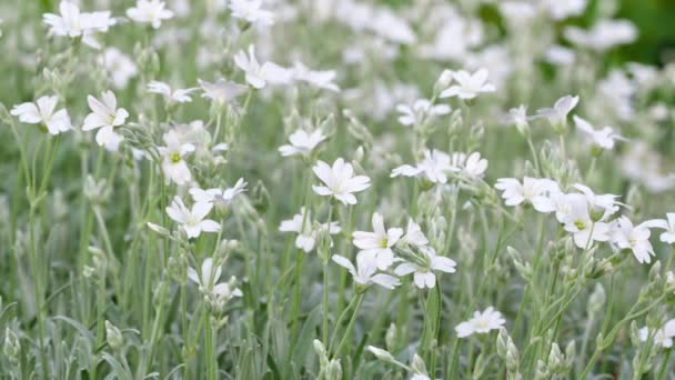 Flores Blancas Cerastium Tomentosum Una Planta Ornamental Familia Caryophyllaceae — Vídeos de Stock