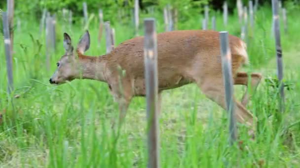 Chevreuil dans l'herbe, Capreolus capreolus. Chevreuil sauvage dans la nature .