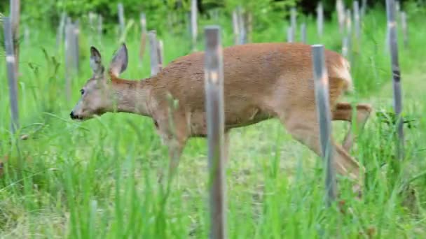 Çimenlerde Roe Geyiği Capreolus Capreolus Vahşi Geyik Doğada — Stok video