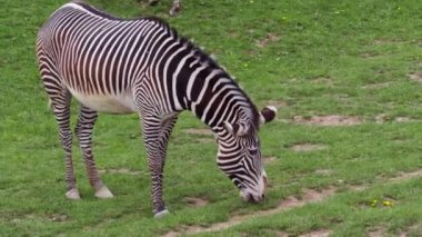 Yeşilin zebrası sürüsü (Equus grevyi) yeşil çimlerde otluyor.
