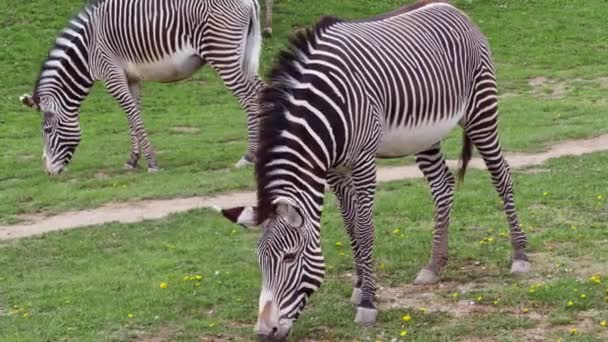 青藤斑马 Equus Grevyi 的牧群在绿草上吃草 — 图库视频影像
